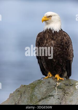 Bald eagle perched on a rock with a blurred blue sky background. USA Stock Photo