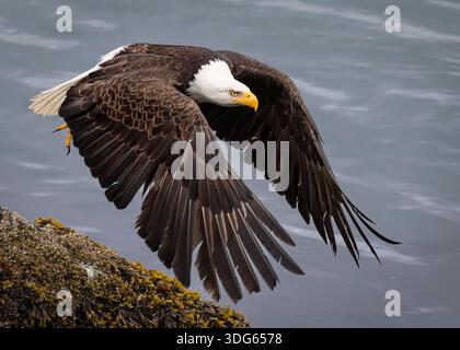 Bald eagle with wings spread glides above water near rocky shore. USA Stock Photo