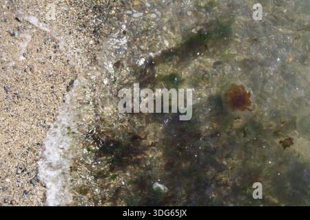 A red and clear jellyfish in the sea at the shore of Beaumaris on the Isle of Anglesey, UK Stock Photo