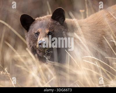 Brown or Cinnamon color-phase Black Bear (Ursus Americanus) stands amidst tall, dry grasses, looking directly ahead with soft light on its fur. Alaska, USA Stock Photo