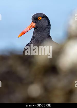 Black oystercatcher with a bright orange beak stands against a blurred rocky background. Alaska, USA Stock Photo