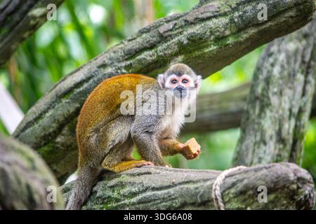 A squirrel monkey enjoying a snack while perched on branches at the Cali Zoo, showcasing its playful nature and vibrant appearance. Stock Photo