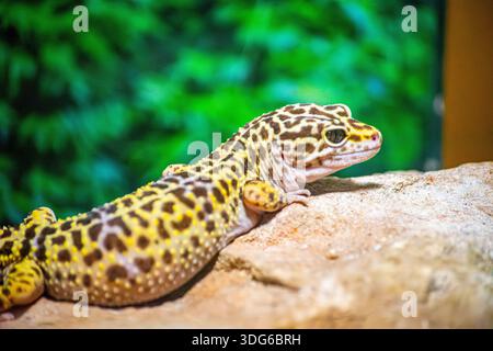 A vibrant leopard gecko resting on a rock, showcasing its unique markings in a lush, green environment. Stock Photo
