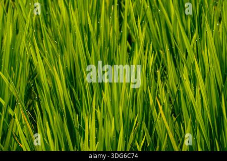 close-up green rice plant leaves (Oryza sativa) covered in fresh morning dew drops in a paddy field during the growing season. Stock Photo