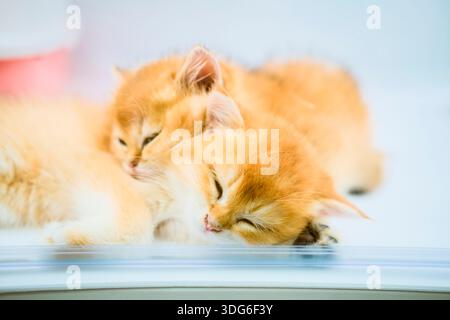 Two fluffy orange kittens sleeping peacefully on a soft white surface in a shop window. Guangzhou, Guangdong, China Stock Photo