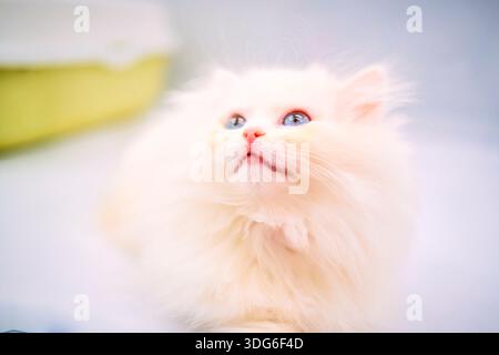 Fluffy white Persian cat with blue eyes looking upward against a soft background in a shop window. Guangzhou, Guangdong, China Stock Photo