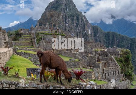 Lama at Machu Picchu Stock Photo