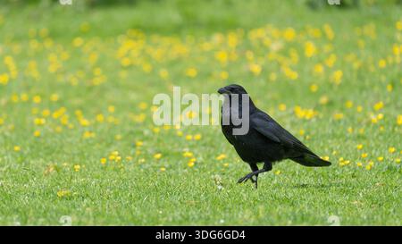 German Raven in the fields walking between Yellow flowers - Picture called Walking on Sunshine Stock Photo