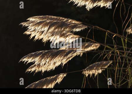 Golden Backlit Pampas Grass Plumes against Dark Background with Copy Space Stock Photo
