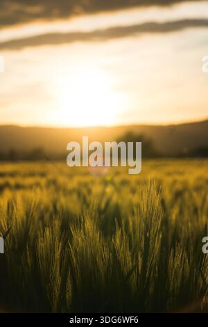 A vast wheat field glows warmly under a dramatic sunset sky, creating a scene of natural beauty and serenity. The golden light illuminates the ripenin Stock Photo