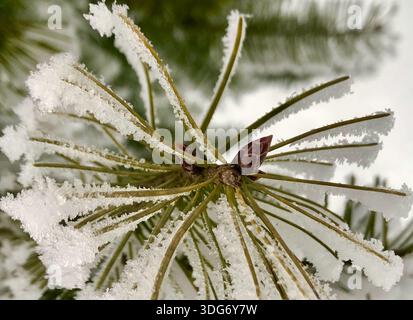 Detailed close-up of frost-covered pine needles featuring a small pine bud, captured in Swiss forests during cold winter conditions. Stock Photo
