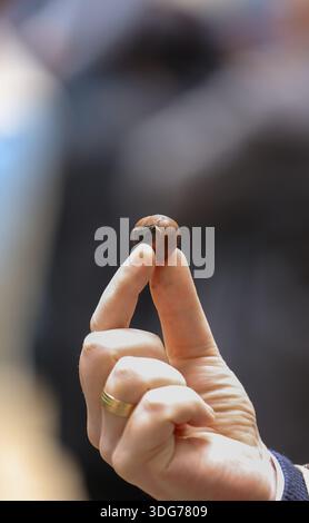 Hand Holding Single Chestnut with Shallow Depth of Field Stock Photo