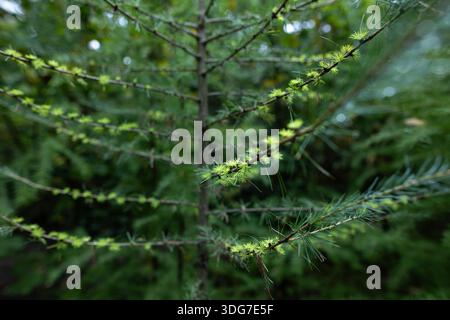 Close up of young larch tree branches with bright green needles and water drops. Natural background of evergreen forest in spring or autumn season. Fr Stock Photo