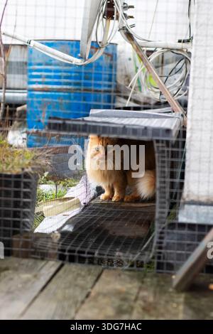 Ginger tabby cat hiding under porch shelter, peering through wire mesh into damp yard, surrounded by weathered planks, Stock Photo