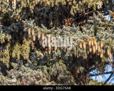 Green spruce branches with needles and many cones in winter. Many cones on spruce. Fir tree. Background image with copy space. Stock Photo