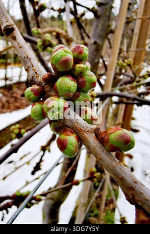 Cherry tree buds emerging in early spring, a close-up view of new life awakening after winter Stock Photo