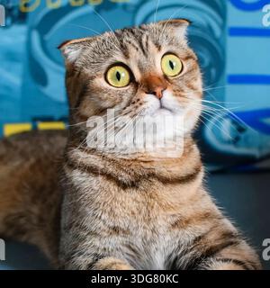 A cat with yellow eyes is laying on a couch. The cat has a striped pattern on its fur Stock Photo