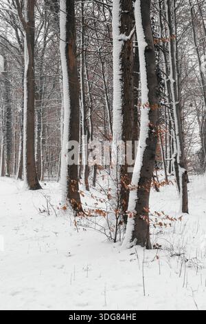 A snow-covered forest with trees that are lightly covered with snow. Stock Photo