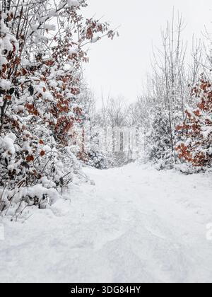 A snow-covered forest path with snow-laden trees in winter. Winter landscape. Winter wonderland. Stock Photo