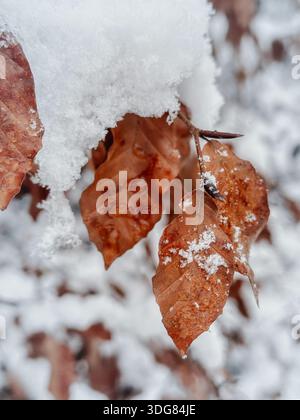 Close-up of snow-covered dry leaves on the tree Stock Photo