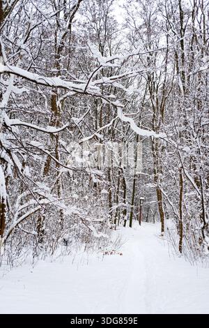 Vertical view of snowy woodland with overhanging branches and narrow path, dense network of snow-covered twigs, deep white snow on ground. Stock Photo