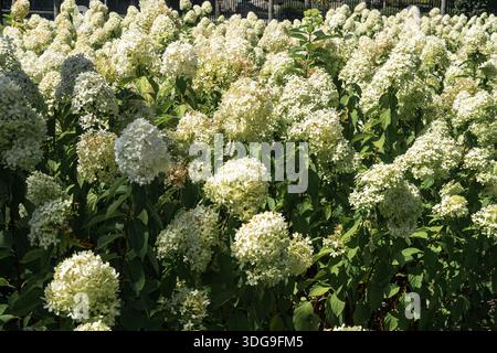 A lush garden filled with numerous blooming white hydrangea paniculata flowers under bright sunlight, their large clusters creating a dense, vibrant Stock Photo