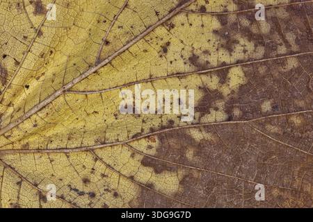 Dead Mulberry fall leaf foliage veins patterns yellow and brown macro details. Stock Photo