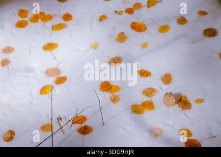 Golden aspen leaves resting on fresh snow in an aspen grove near Flagstaff, Arizona, symbolizing autumn transitioning into winter. Stock Photo