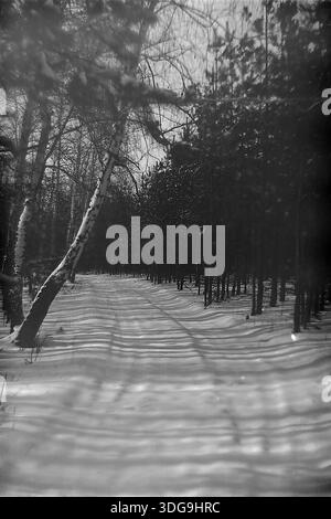 Slavyansk district, Donetsk region, Ukraine, USSR. Archive black and white photo from the 1960s capturing a mesmerizing play of light and shadow in a winter forest. A wide snowy road leads through the woods, flanked by a leaning birch tree on the left and a dense wall of dark pine trees on the right. Low winter sunlight casts long, rhythmic parallel shadows across the path, creating a striking striped pattern on the snow. This atmospheric landscape illustrates the serene beauty and diverse nature of the Donbass region. Stock Photo