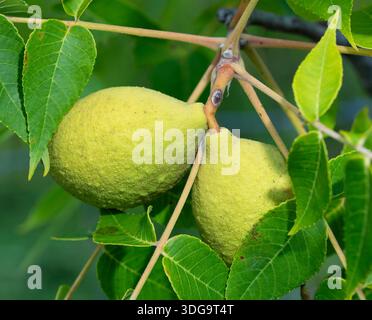 Closeup of two walnuts on that tree that are just starting to ripen for harvest. Stock Photo