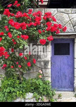 Vibrant stone wall with a purple wooden door framed by blooming red and pink roses, blending rustic architecture with lush garden charm Stock Photo