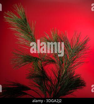 Pine branch with long needles. Evergreen conifer foliage against bright red background with natural green texture creates festive winter and christmas Stock Photo