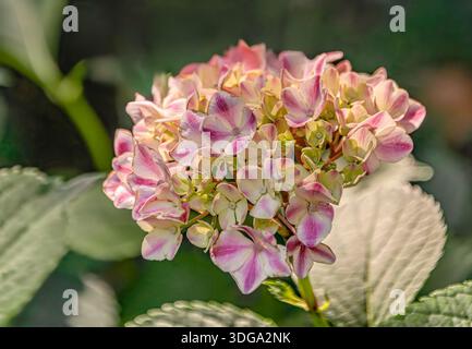 Close-up of a pink and white mixed hydrangea (Hydranges Macrophylla) blossom "Gartenbaudirektor Kuhnert" in the garden Stock Photo