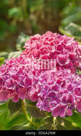 Close-up of pink hydrangea Hortensie "Bouquet Rose" (Hydranges Macrophylla) blossoms in the garden Stock Photo