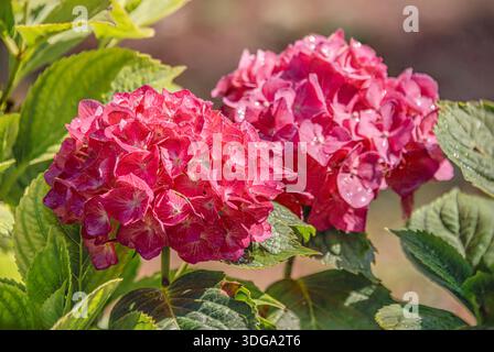Close-up of vibrant pink hydrangea blossoms "Schenkenberg" blooming (Hydranges Macrophylla) glowing softly in warm natural sunlight Stock Photo