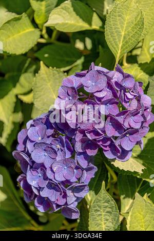 Close-up of a vibrant purple hydrangea blossom (Hydranges Macrophylla) "Jip Blue or Rosa" illuminated by warm sunlight, in a natural garden background Stock Photo