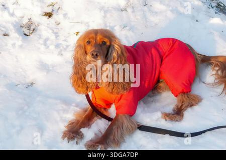 Cavalier King Charles Spaniel in red winter clothes on snow Stock Photo