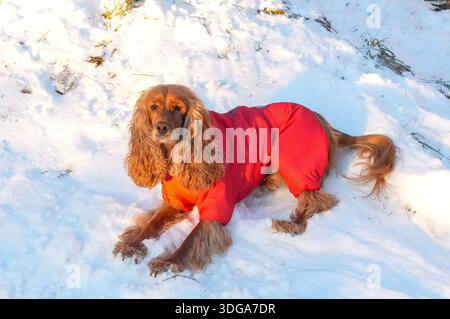 Cavalier King Charles Spaniel in red winter clothes on snow Stock Photo