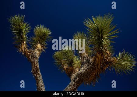 Joshua tree branches against deep blue desert sky Stock Photo