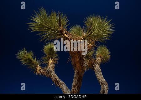 Iconic Joshua tree against vivid desert sky Stock Photo