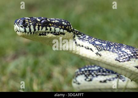 Close up of Australian Diamond Python Stock Photo