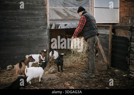 Feeding goats in a barn during late morning hours Stock Photo