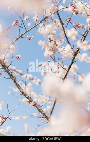 Pink cherry buds and white cherry blossoms on the branch Stock Photo