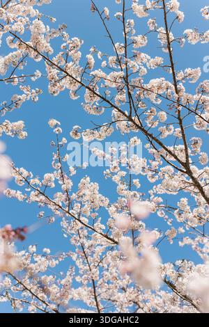 Lots of cherry blossoms on tree with blue sky above. Stock Photo