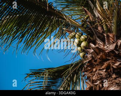 Coconut palm tree with ripe coconuts against a clear blue sky in daylight. Stock Photo