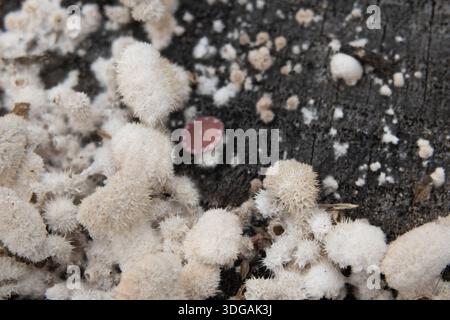 white schizophyllum commune  mushroom on tree stump winter close up Stock Photo