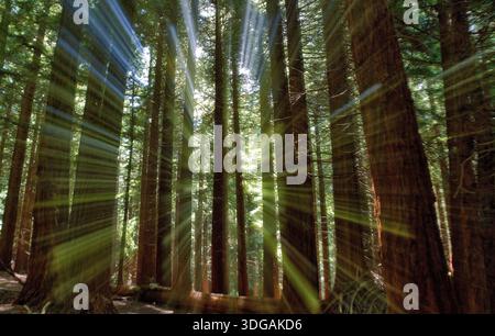 In Camera Movement Creating Rays of Light in Redwoods Charles-Ackers Redwood Grove & Naylor-Pinetum, Leighton, Montgomeryshire, Wales United Kingdom Stock Photo