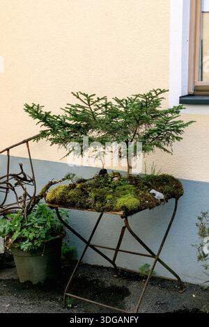 Small conifer bonsai tree growing on moss covered vintage metal folding table against cream colored wall. Green potted plants nearby create garden atm Stock Photo