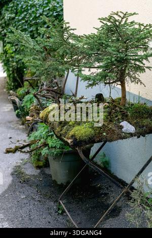 Young fir trees growing in rustic containers covered with moss. Small conifer saplings cultivated in urban garden setting against light wall backgroun Stock Photo