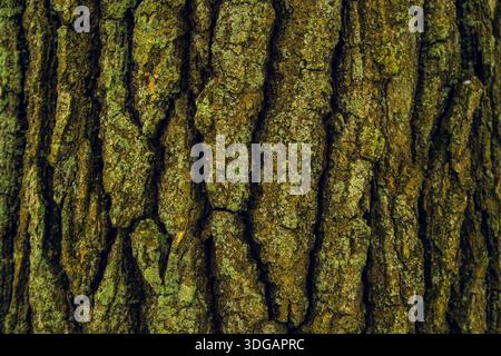 Moss-Covered Tree Bark Texture with Deep Natural Grooves Stock Photo